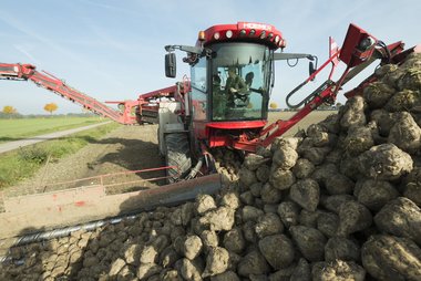 Beet loading & cleaning