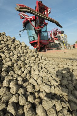 Beet loading & cleaning
