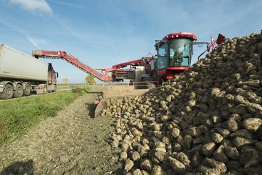 Beet loading & cleaning
