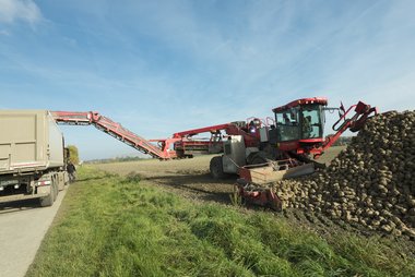 Beet loading & cleaning