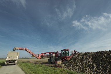 Beet loading & cleaning