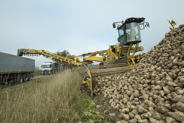Beet cleaning & loading
