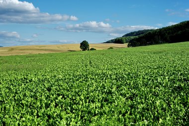 Sugar beet fields in Northern Germany,  Summer 2012