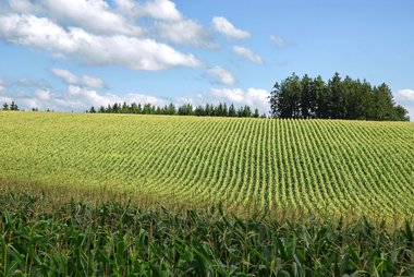 Corn Fields in Northern Germany, 09/2008