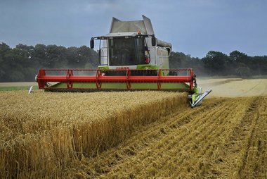Wheat Fields in Northern Germany, 09/2008