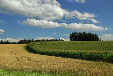 Corn Fields in Northern Germany, 09/2008