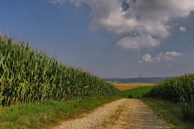 Corn Fields in Northern Germany, 09/2008
