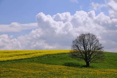 Rape Fields in Northern Germany, 2011