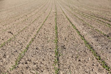 Field with Young beets