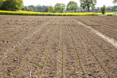 Field with Young beets