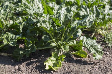 Organic beet fields