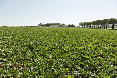 Organic beet fields