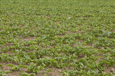 Organic beet field