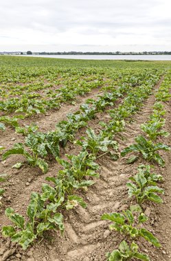 Organic beet field