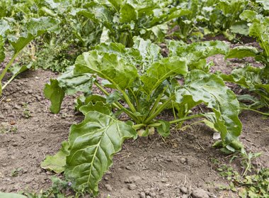 Organic beet growing at Landbrugsskolen, Sjælland