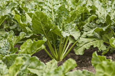 Organic beet growing at Landbrugsskolen, Sjælland