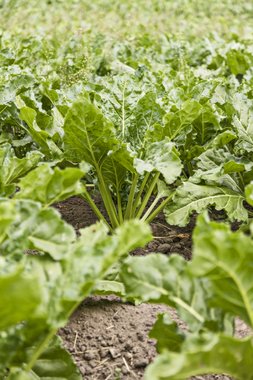 Organic beet growing at Landbrugsskolen, Sjælland