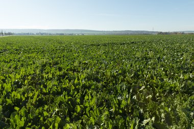 Beet field