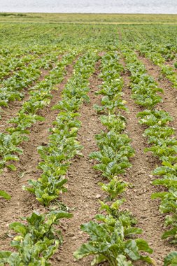 Organic beet field