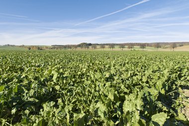 Beet field