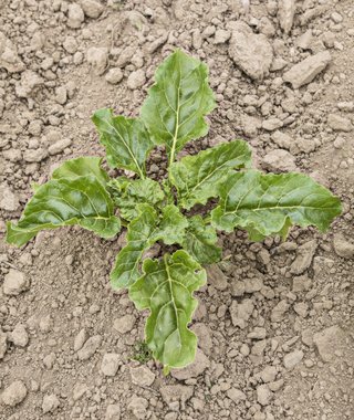 Organic beet field