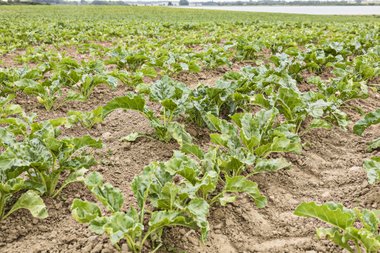 Organic beet field