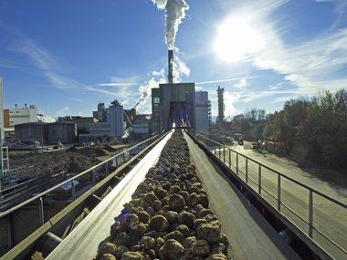 Conveyor belt of beets