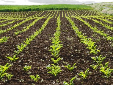 rows sugar beet
