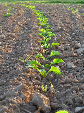 Row sugar beet