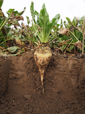 221108-Beet in soil-1