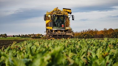 231101-Beet Harvesting-11060