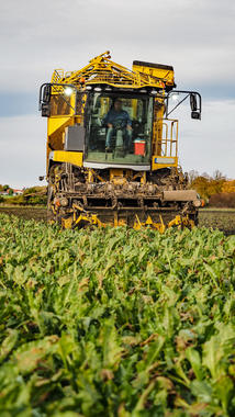 231101-Beet Harvesting-11061