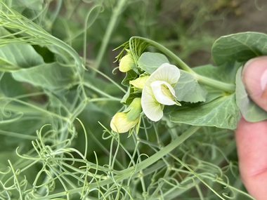 230601-Peas-Flower-8
