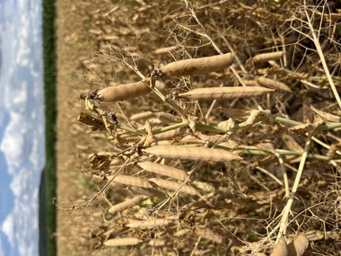 230710-Peas pods-Field-2-dry