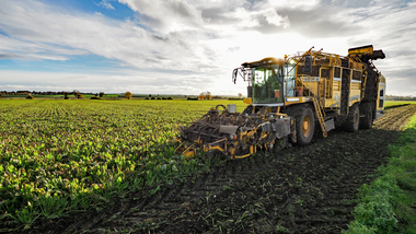 231101-Beet Harvesting-11119