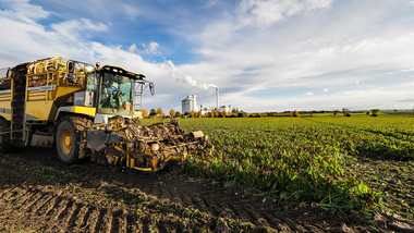 231101-Beet Harvesting-11083