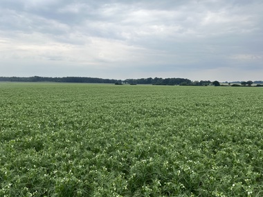 230601-Peas-Flower-Field-3