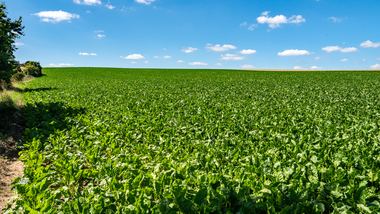 230810-MS Beet field