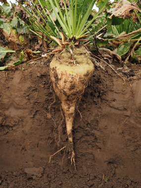 221108-Beet in soil-2