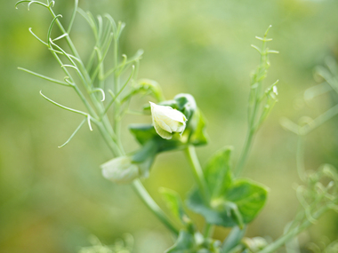 2023-Peas-Flower-3