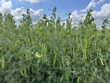 230710-Peas pods-Field-1