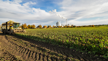 231101-Beet Harvesting-11080