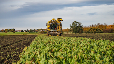231101-Beet Harvesting-11058