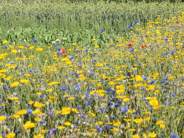 180614-Flower Strip-2