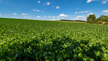 230810-MS Beet field