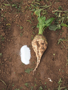 221108-Beet and Sugar-3