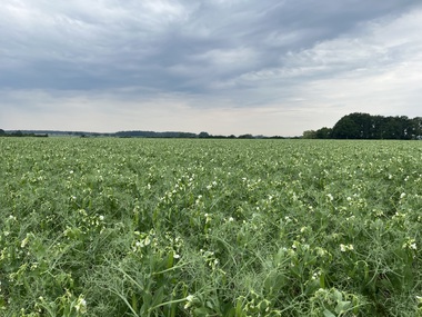 230601-Peas-Flower-Field-1