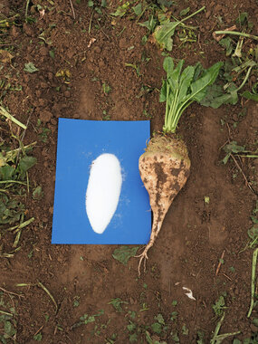 221108-Beet and Sugar-1