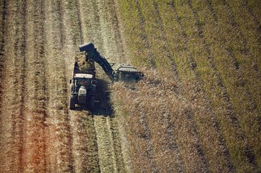 Cane harvesting