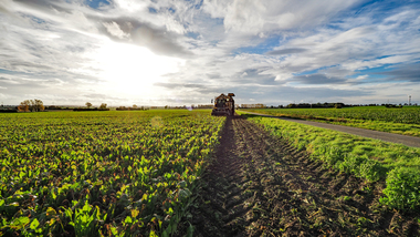231101-Beet Harvesting-11116